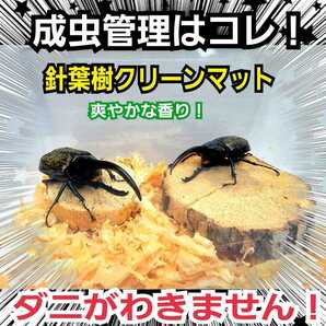 カブトムシ、クワガタの成虫飼育にはコレ！爽やかな香りの針葉樹クリーンマット！ケース内が明るくなり生体が目立つ☆抗菌消臭防ダニ効果も