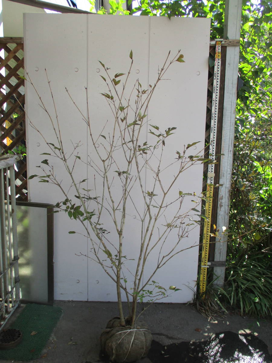 無料配達 maaさん専用 アオダモ株立ち 植物/観葉植物 インテリア ...