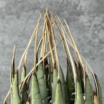 【F624】【US現地球！選抜輸入 ！】アガベ ユタエンシス エボリスピナ Agave utahensis eborispina ( チタノタ レッドキャット )_画像6