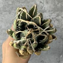 【F624】【US現地球！選抜輸入 ！】アガベ ユタエンシス エボリスピナ Agave utahensis eborispina ( チタノタ レッドキャット )_画像4