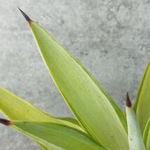 【F1101】【現品！超希少親株！】 アガベ デスメティアナ クイックシルバー Agave 'desmettiana Quick silver'_画像6