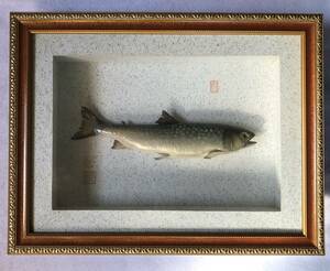 イワナ 岩魚 魚 淡水魚 剥製 約30㎝ 額入り 中古