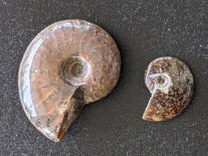 アンモナイト　化石　　マダカスカル産　美品 大小2個