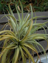 Tillandsia capitata peach　チランジア・カピタータ・ピーチ　大株_画像7