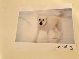  rare original print * Europe and America collector attention. present-day photograph house [Masahiro Narita] limitation edition autographed art photo [White Dog]