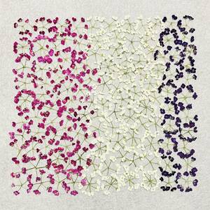  pressed flower material branch attaching alyssum *3 color 