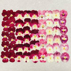  pressed flower material viola ( pink * red series )