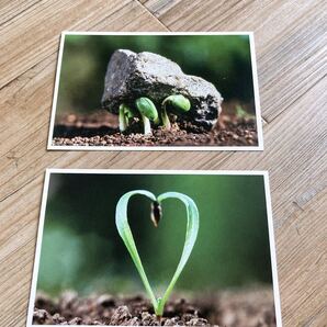 ポストカード POST CARD 2枚