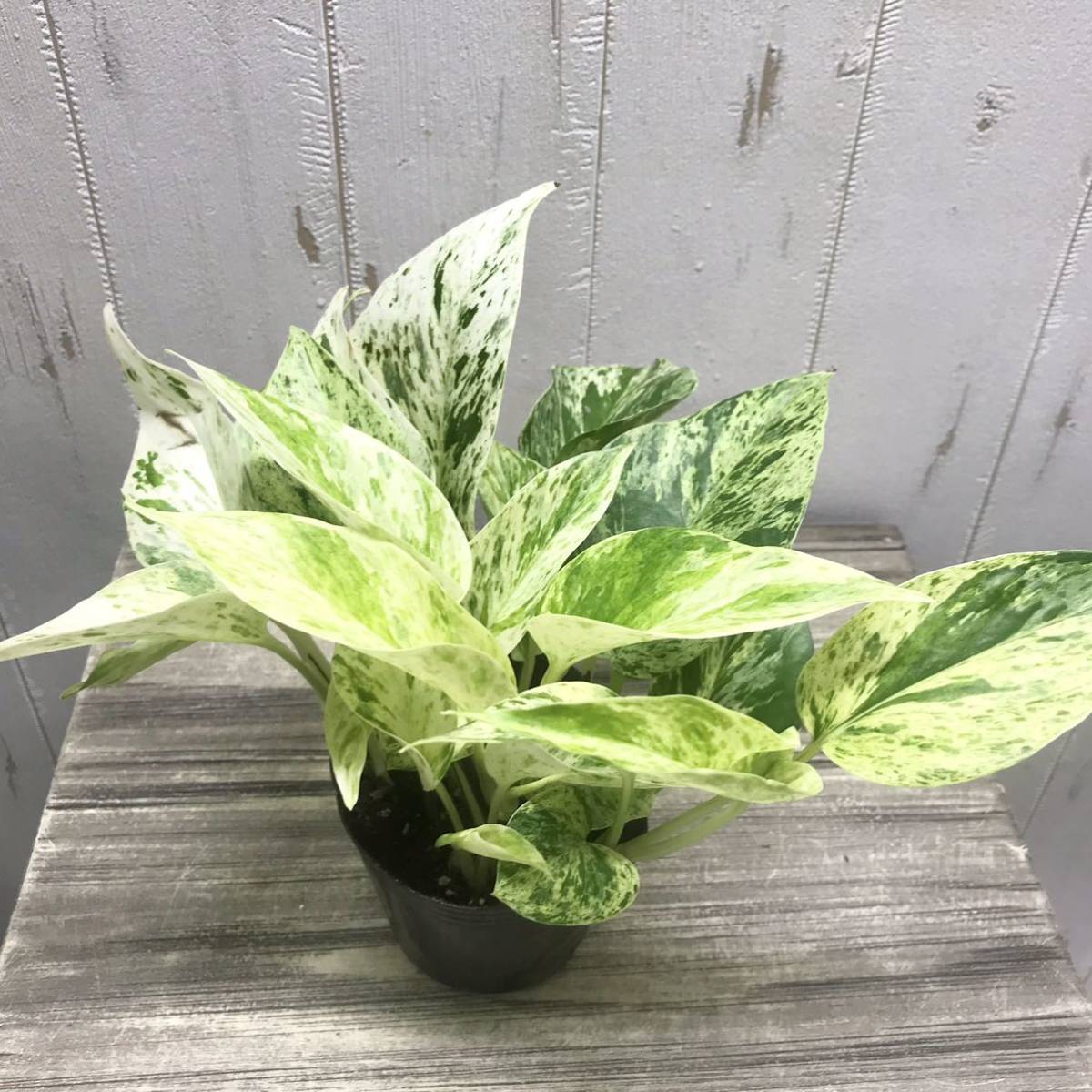 ヤフオク! -「ポトス」(観葉植物) の落札相場・落札価格 i img1200x1200 16640177884qgnad24