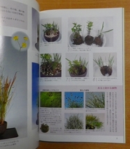 趣味の山野草 2011年 02月号_画像2