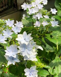 額紫陽花　挿木用カット枝　