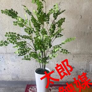 光触媒　人工観葉植物　ウォールグリーン　フェイク　フラワー　アジアンタム花器付大