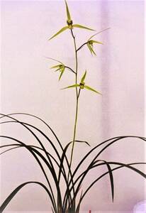 * cold orchid Kochi prefecture . door city . good Kawana. . production (. flower .)D-80