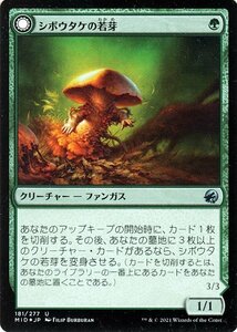 MTG シボウタケの若芽/巨大シボウタケ フォイル マジック:ザ・ギャザリング イニストラード：真夜中の狩り MID-F181 クリーチャー 緑