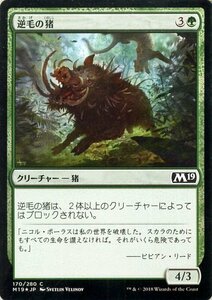 MTG マジック：ザ・ギャザリング 逆毛の猪 フォイル・コモン 基本セット2019 M19-F170 日本語版 クリーチャー 緑