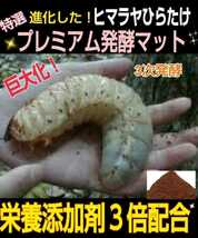 カブトムシ幼虫飼育セット☆大型ケース+特選プレミアム発酵マット20L入り☆外産・国産OK☆デカクなります！コバエ防止の特殊フィルター付き_画像10