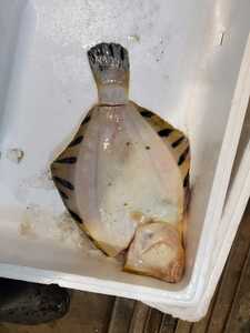 ヤフオク 松川 カレイ 魚 の落札相場 落札価格 ヤフオク 松川 カレイ 魚 の落札相場 落札価格