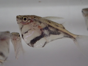 １０匹 マーブルハチェット ２から３ＣＭ SM/Mサイズ ペルー 淡水魚 熱帯魚 生体 即決 ８０サイズ関東送料８７３円