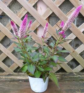 ヤフオク セロシア 鉢植え の落札相場 落札価格 ヤフオク セロシア 鉢植え の落札相場 落札価格