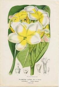 1871年 Linden 多色石版画 キョウチクトウ科 インドソケイ属 インドソケイ PLUMERIA LUTEA 