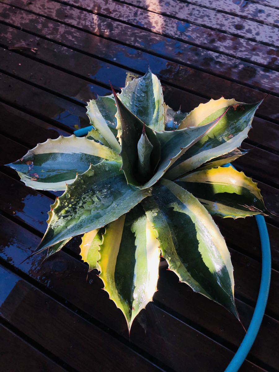 アガベ オバティカータ ハイブリッド Agave Ovaticata | itakt.no