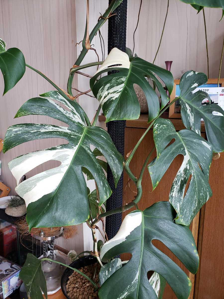 ヤフオク! -「ホワイトタイガー」(観葉植物) の落札相場・落札価格