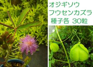 オジギソウの値段と価格推移は 14件の売買情報を集計したオジギソウの価格や価値の推移データを公開 オジギソウの値段と価格推移は 14件の売買情報を集計したオジギソウの価格や価値の推移データを公開