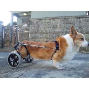 ヤマペットのコーギー他中形犬用車椅子：レンタル・車いす・車イス・リハビリ・中古車