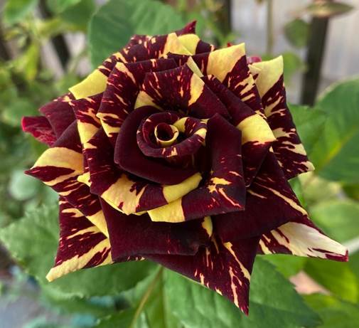 ヤフオク! -「バラ アブラカタブラ」(花、園芸) の落札相場・落札価格