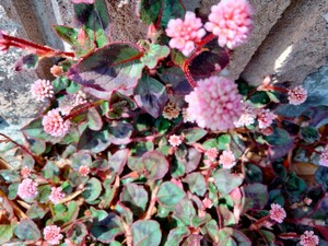 かわいい＊ヒメツルソバ＊花期が長く　とっても丈夫!秋には紅葉も楽しめます。グランドカバーにピッタリ！保湿の上段ボールの発送！