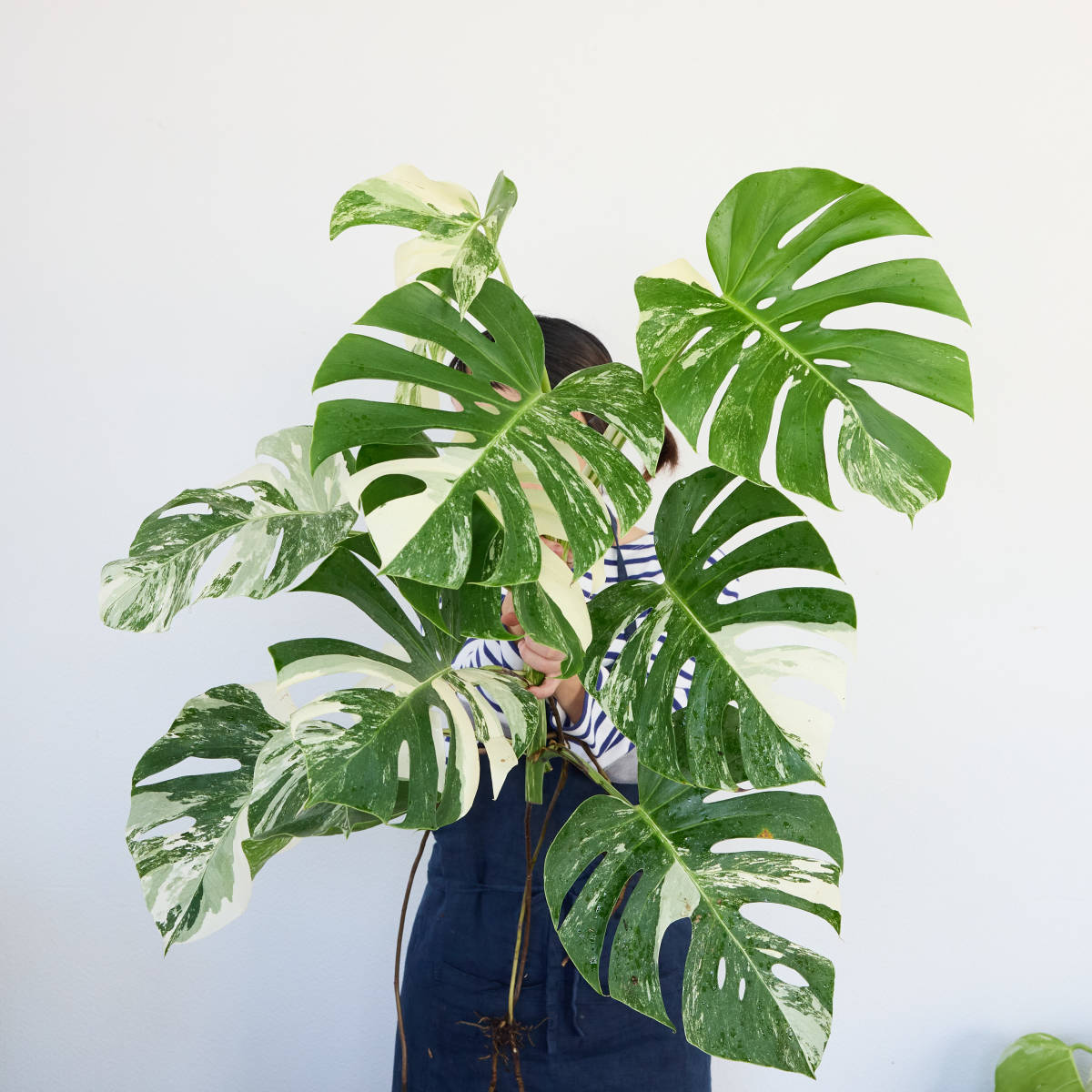 ヤフオク! -「モンステラ 白斑」(観葉植物) の落札相場・落札価格