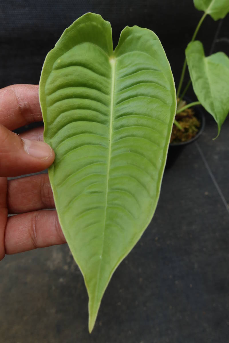 アンスリウム ベイチー Anthurium veitchii(モンステラ