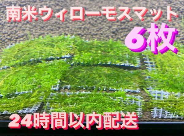 南米ウィローモスマット6枚セット　6cm×4cm 6枚　南米ウィローモス　無農薬　そのまま使用可能です