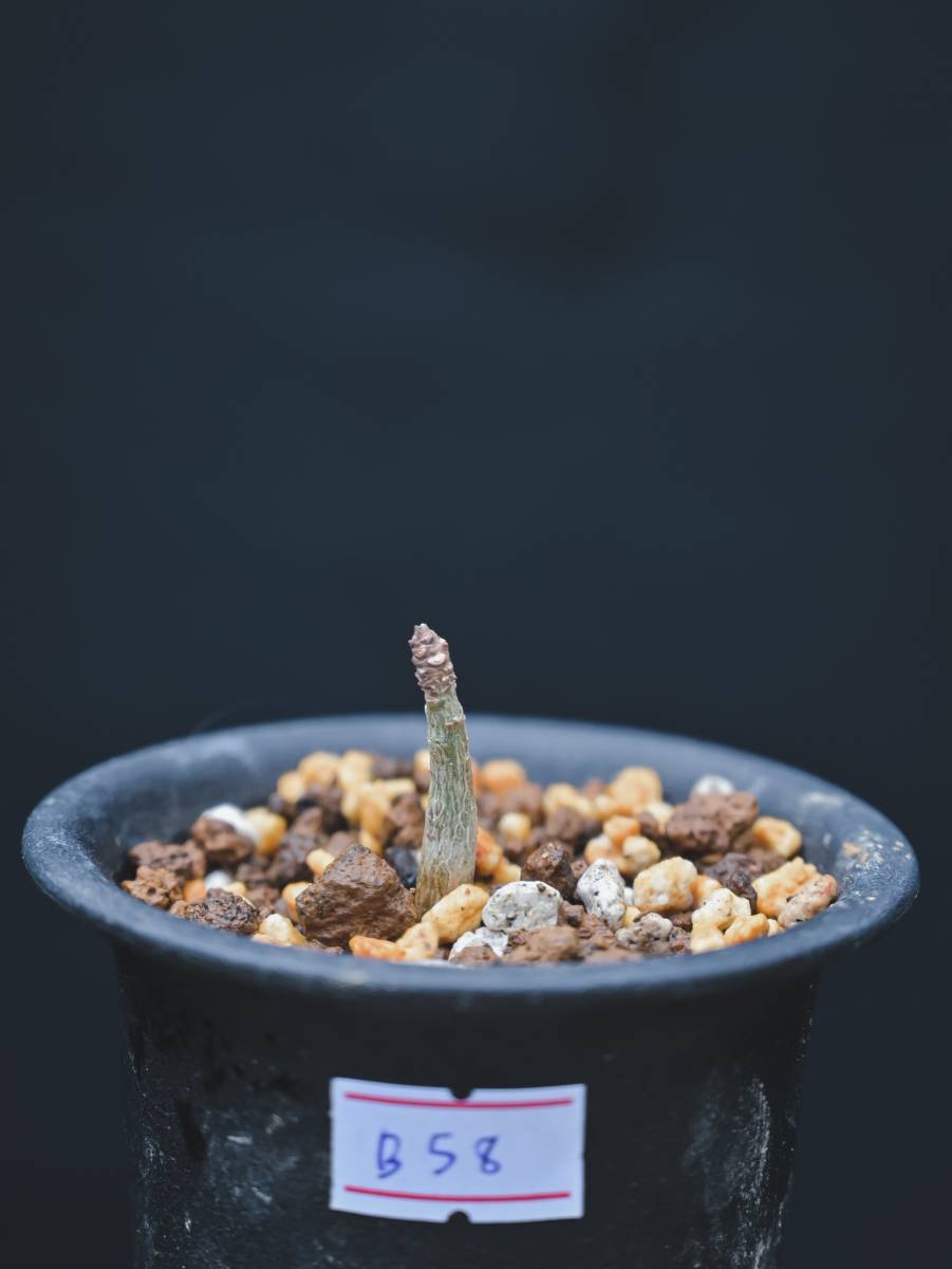Boswellia nana ②/ボスウェリア ナナ 塊根植物 コーデックス-