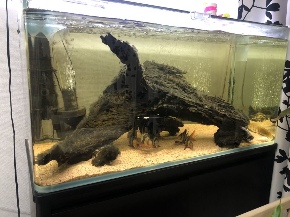 ヤフオク! -「水槽台セット」(魚、水草) (ペット用品)の落札相場・落札価格