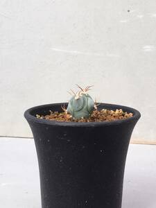 Echinocactus horizonthalonius FN付き輸入種子 実生選別株　エキノカクタス ホリゾタロニアス　花王丸 翠平丸　大平丸 　雷帝　送料込