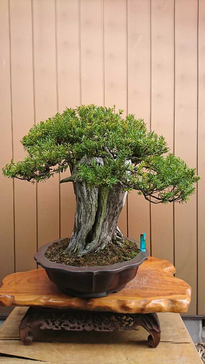 盆栽 ピラカンサ 樹高18cm - 20