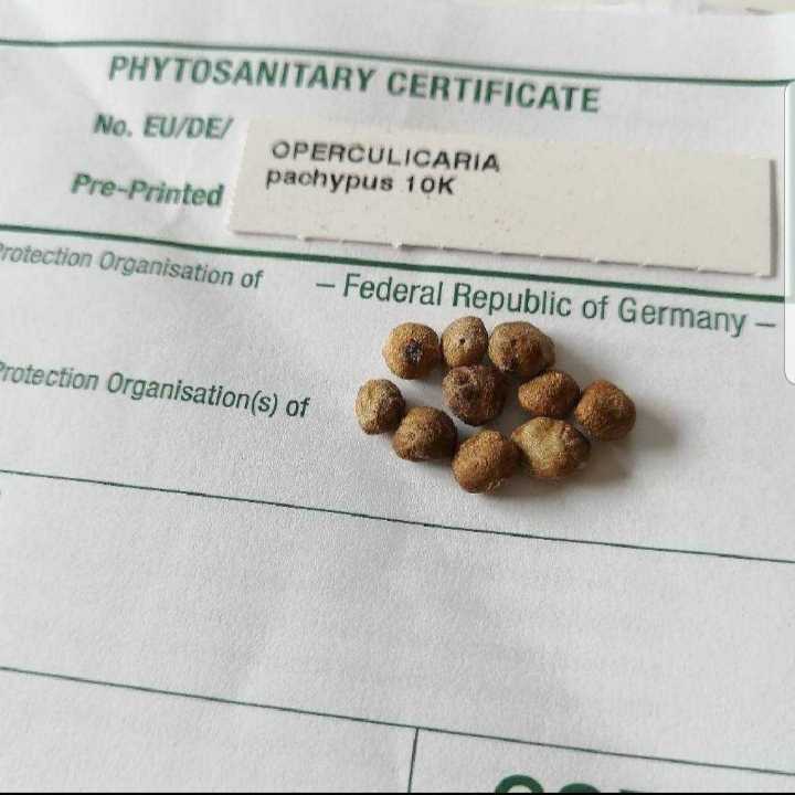 2021新商品 4月入荷 10粒 オペルクリカリアパキプス 種子 種 証明書