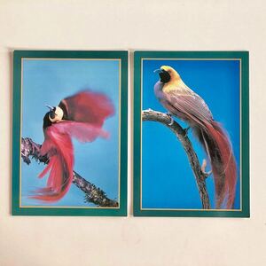 パプアニューギニアの国鳥 アカカザリフウチョウ (赤飾風鳥) &ベニカザリフウチョウ 絵葉書２枚