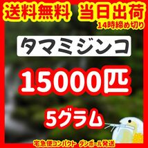 タマミジンコ 5g 送料無料 即日発送 金魚 メダカ 熱帯魚 爬虫類や両生類にオススメ 活き餌 生き餌_画像1