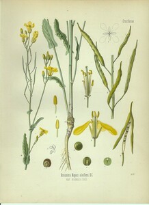 1887年 Kohlers 薬用植物 多色石版画 アブラナ科 アブラナ属 セイヨウアブラナ Brassica napus oleifera DC