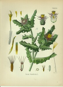 1887年 Kohlers 薬用植物 多色石版画 キク科 サントリソウ属 サントリソウ Cnicus benedictus L