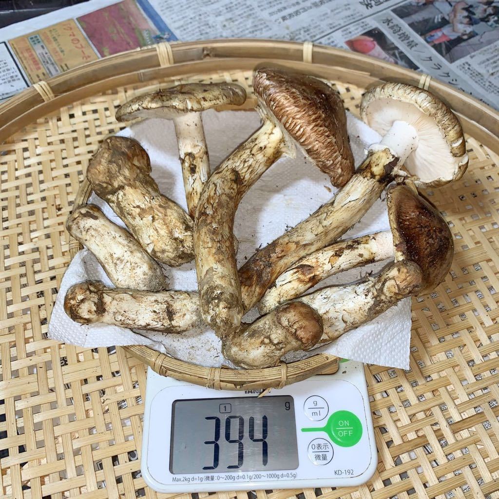 ヤフオク! -「松茸 信州」の落札相場・落札価格