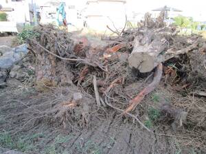 １円から！埼玉県鶴ヶ島市発 抜いた根っこが沢山有ります！抜根 伐採 伐根 破砕 木質バイオマス燃料 堆肥 積込手伝います！
