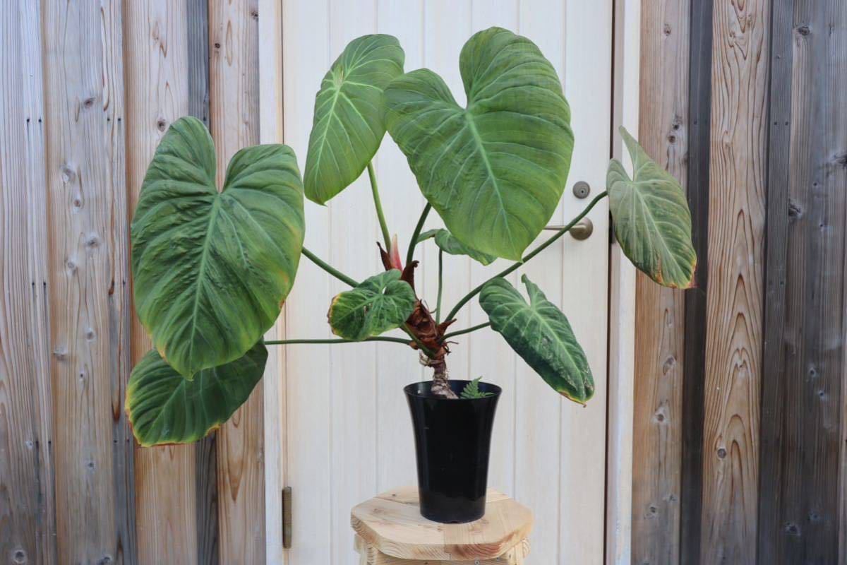 ヤフオク! -「choco.」(その他) (観葉植物)の落札相場・落札価格