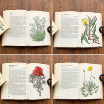 ドイツの古い植物図鑑(STEINGARTEN 1972年)/アンティーク ヴィンテージ 植物画 花 洋書 ボタニカルアート インテリア 紙物 雰囲気◎/_画像6