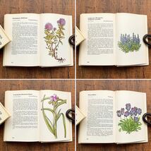 ドイツの古い植物図鑑(STEINGARTEN 1972年)/アンティーク ヴィンテージ 植物画 花 洋書 ボタニカルアート インテリア 紙物 雰囲気◎/_画像9