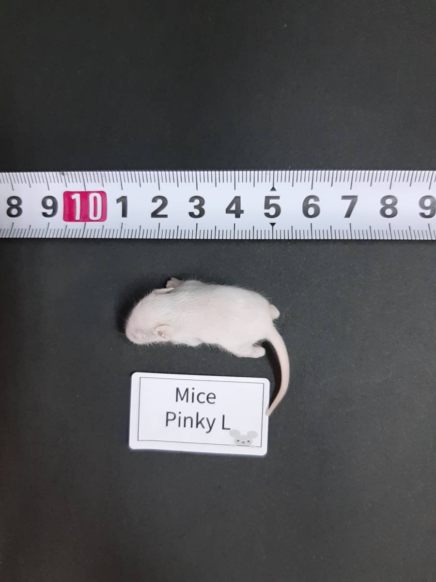 ヤフオク! -冷凍マウス ピンクマウスの中古品・新品・未使用品一覧
