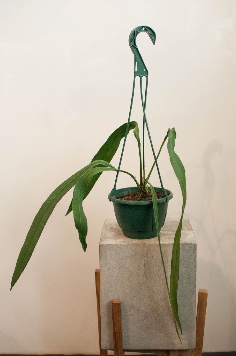 ヤフオク! -「アンスリウム原種」(観葉植物) の落札相場・落札価格