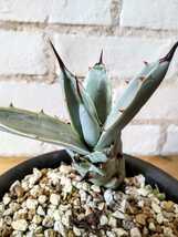 Agave macroacantha Blue Ribbon マクロアカンサ　ブルーリボン　美株　アガベ 多肉植物 _画像3